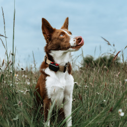 Lokalizator GPS Dogtrace DOG GPS mini