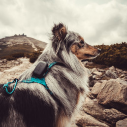 Lokalizator GPS Dogtrace DOG GPS mini