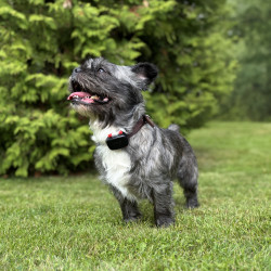 Lokalizator GPS Dogtrace DOG GPS mini