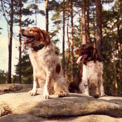 Dogtrace DOG GPS X30T Short urządzenie śledzące dla psów