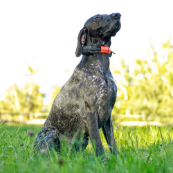 Dogtrace DOG GPS X30T Short urządzenie śledzące dla psów
