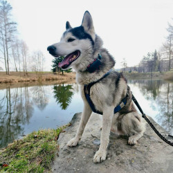 Lokalizator GPS Dogtrace DOG GPS ultra